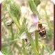 Ophrys scolopax 